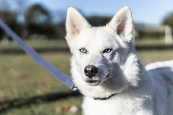 Adult White Siberian Husky On Selective Focus Photography