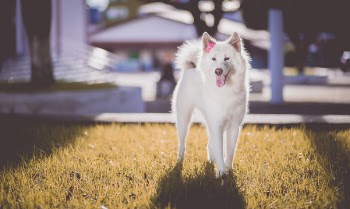 Adult White Spitz on Grass Field