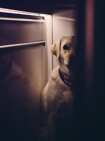 Adult Yellow Labrador Retriever