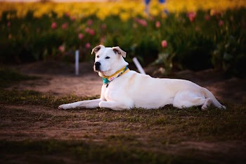 Adult Yellow Labrador Retriever