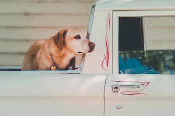 Adult Yellow Labrador Retriever at the Back of Pickup Truck