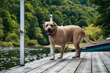 Adult Yellow Labrador Retriever On Focus Photography