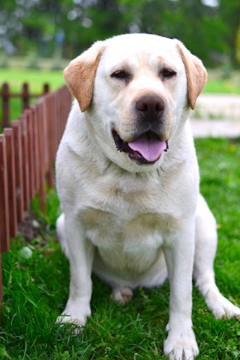 Adult Yellow Labrador Retriever on Grass Field Selective Focus Photography