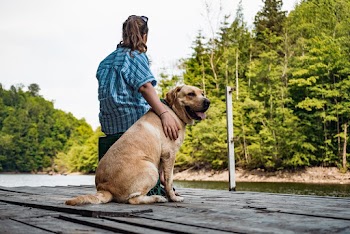 Adult Yellow Labrador Retriever Sitting Beside Woman On Wooden Dock Near Trees 