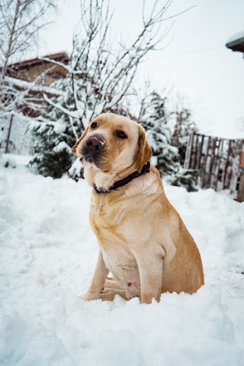 Adult Yellow Labrador Retriever Standing on Snow Field
