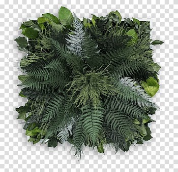 Advent wreath Advent candle, dschungel transparent background PNG clipart