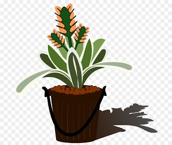 Aechmea Vector graphics Clip art Tillandsia Flowering plant - planting flowers 
