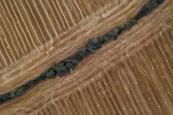Aerial Photo of A Wall Of Trees Across Dry Plains