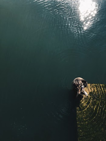 Aerial Photo of Body of Water