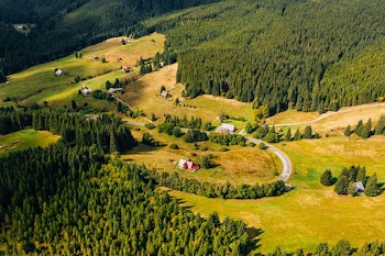 Aerial Photo of Curve Road Near Trees