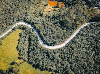 Aerial Photo of Curved Road in Between Trees