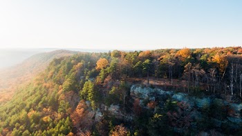 Aerial Photo of Forest