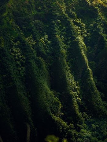 aerial photo of forest