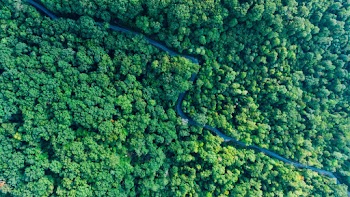 Aerial Photo of Forest