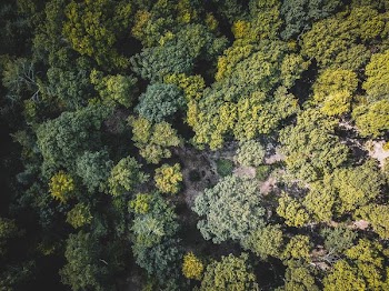 aerial photo of forest