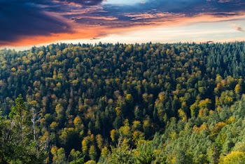 Aerial Photo of Forest During Golden Hour