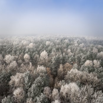 Aerial Photo of Forest Under Blue Sky