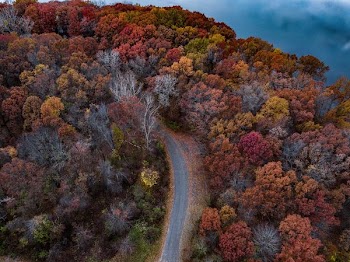 aerial photo of gray road between trees