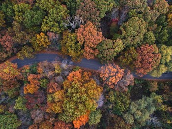 aerial photo of gray winding road in the middle of assorted-color leaf trees