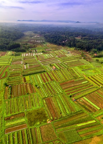 Aerial Photo of Green Field