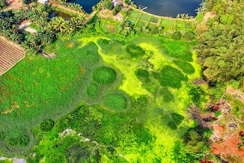 Aerial Photo of Green Field