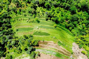 Aerial Photo of Green-leafed Forests