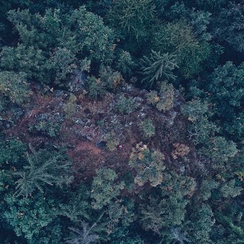 aerial photo of green leafed trees at daytime