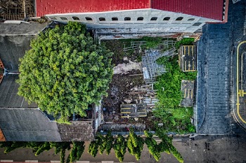 Aerial Photo of Green Tree Beside Building