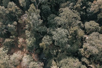 Aerial Photo Of Green Trees