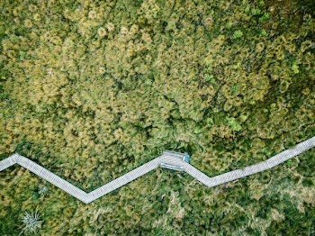 aerial photo of jungle