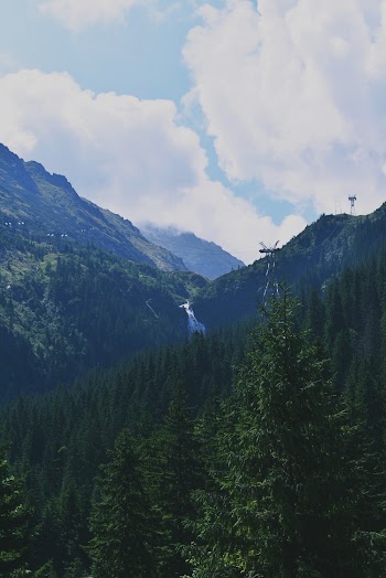 Aerial Photo of Pine Trees
