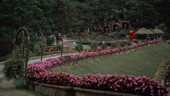 Aerial Photo of Pink Flowers
