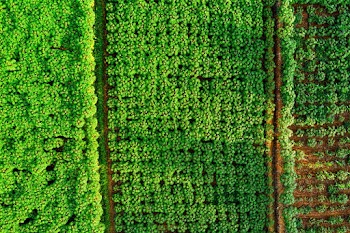 Aerial Photo of Plantation Field