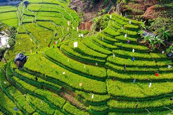 Aerial Photo of Rice Terraces
