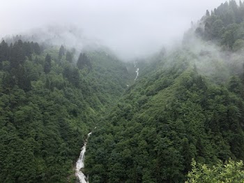 Aerial Photo of River in Between Trees