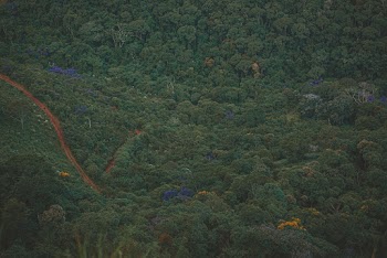 Aerial Photo of Trees