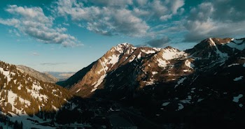 Aerial Photo of Trees