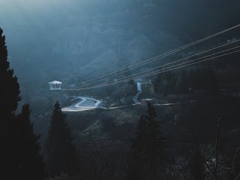 Aerial Photo of Trees