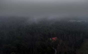 aerial photo of trees and house