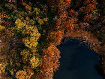 Aerial Photo of Trees Beside a Body of Water
