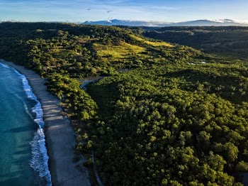 Aerial Photo of Trees Near Beach