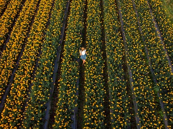 Aerial Photo of Woman Standing in Flower Field