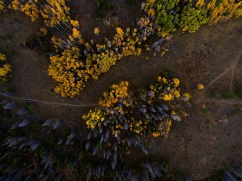 aerial photo of yellow flowers
