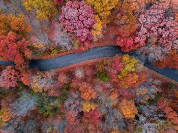 Aerial Photograph of Concrete Road Between Trees