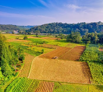 Aerial Photograph of Farm Field