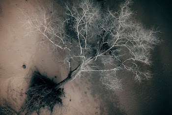 Aerial Photography of a Tree