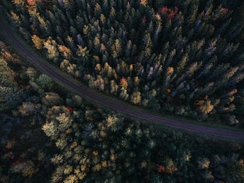 aerial photography of asphalt road surrounded with trees