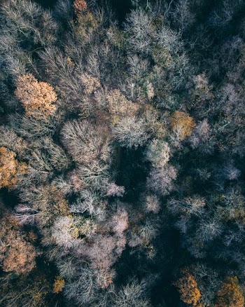 aerial photography of bare trees during daytime