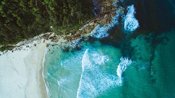 aerial photography of blue sea beside mountain with green tall trees