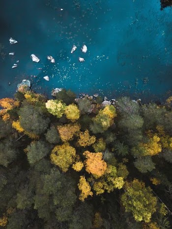 aerial photography of body of water near trees